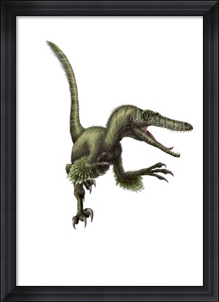 Framed Velociraptor, white background Print