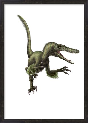 Framed Velociraptor, white background Print