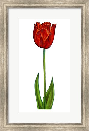 Framed Floral Tulip Print