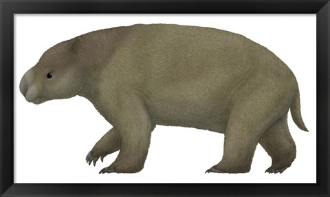 Framed Diprotodon, the Largest know Marsupial Print