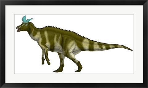 Framed Lambeosaurus Lambei, a Hadrosaurid Dinosaur from the Cretaceous Period Print