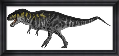 Framed Tyrannosaurus Rex, a Large Predator of the Cretaceous Period Print