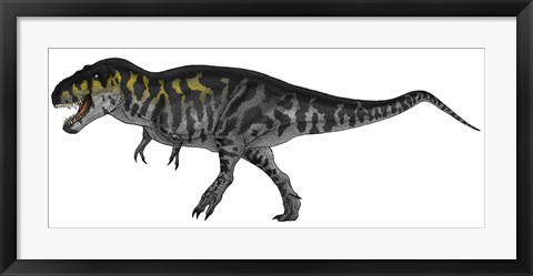 Framed Tyrannosaurus Rex, a Large Predator of the Cretaceous Period Print