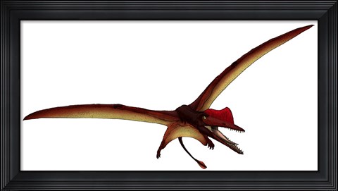 Framed Darwinopterus, a Pterosaur from the Jurassic Period Print