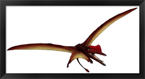 Framed Darwinopterus, a Pterosaur from the Jurassic Period Print