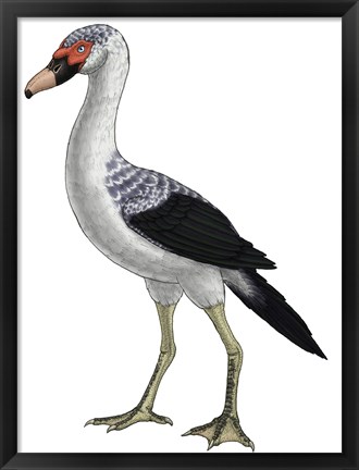 Framed Presbyornis, an Extinct Genus of Anseriform bird Print