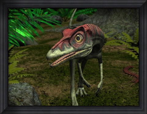 Framed Compsognathus wanders a Late Jurassic Forest Print