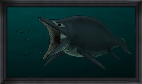 Framed Concept of the Suction Feeding Shastasaurus Eating Celphalopods Print