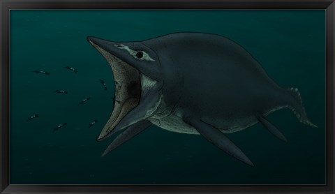 Framed Concept of the Suction Feeding Shastasaurus Eating Celphalopods Print