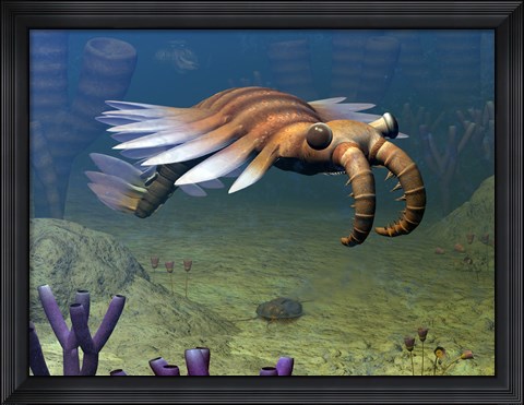 Framed Anomalocaris Explores a Middle Cambrian Age Ocean Floor Print