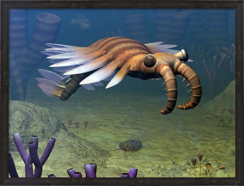 Framed Anomalocaris Explores a Middle Cambrian Age Ocean Floor Print