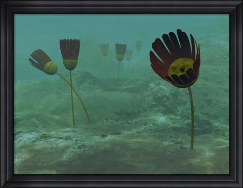 Framed Species of the Genus Dinomischus Populate the Ocean floor 505 Million years ago Print