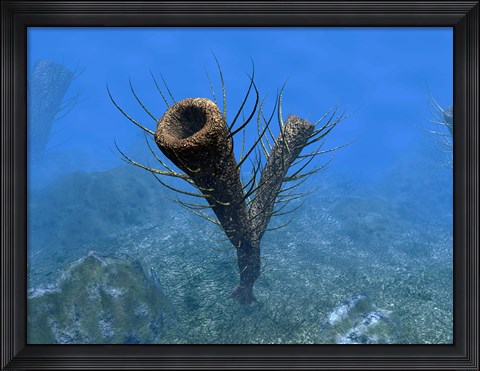 Framed species of Pirania, a Primitive Sponge that Populated the Ocean Floors 505 Million years ago Print