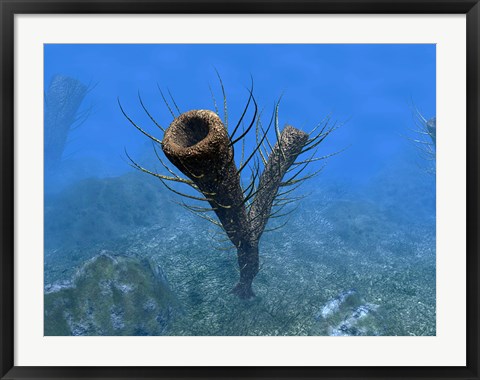 Framed species of Pirania, a Primitive Sponge that Populated the Ocean Floors 505 Million years ago Print