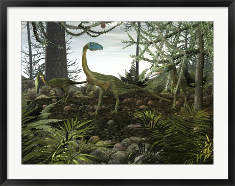 Framed Coelophysis Dinosaurs Walk Amongst a Forest Print