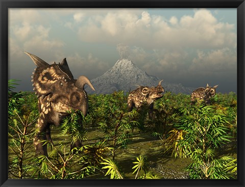 Framed Herd of Plant-Eating Einiosaurus Roam the Plains Print