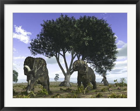 Framed Nedoceratops Graze Beneath a Giant Oak Tree Print