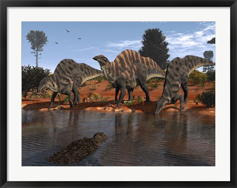 Framed Ouranosaurus Drink at a Watering Hole while a Sarcosuchus Floats nearby Print