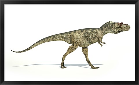 Framed Albertosaurus Dinosaur on White Background Print