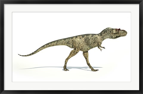 Framed Albertosaurus Dinosaur on White Background Print