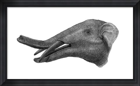 Framed Pencil Drawing of Gomphotherium Print