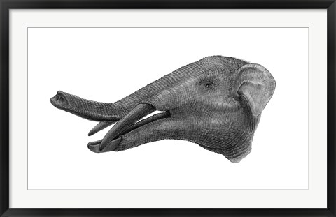 Framed Pencil Drawing of Gomphotherium Print