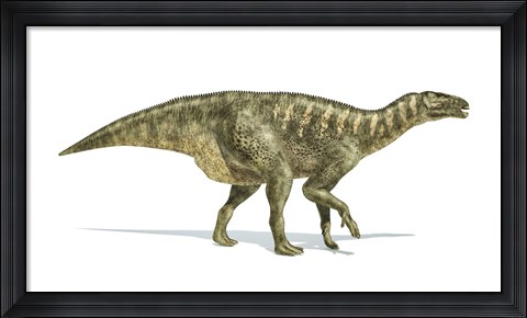Framed Iguanodon Dinosaur on White Background Print