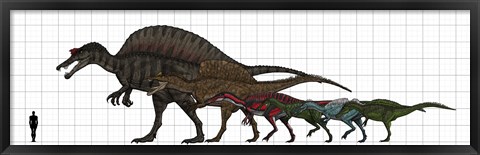 Framed Spinosauridae Size chart Print