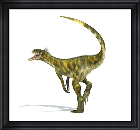 Framed Herrerasaurus dinosaur on white background Print