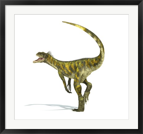 Framed Herrerasaurus dinosaur on white background Print