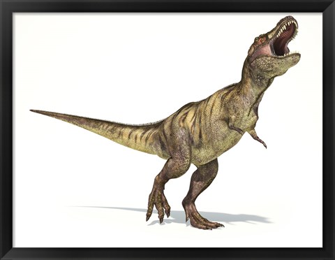 Framed Tyrannosaurus Rex Dinosaur on White Background Print