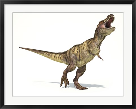 Framed Tyrannosaurus Rex Dinosaur on White Background Print