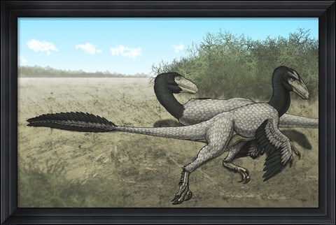 Framed Two Dromaeosaurus Dinosaurs Sunbathing in the Cretaceous Period Print