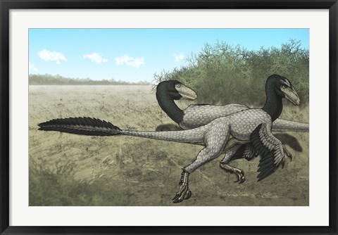 Framed Two Dromaeosaurus Dinosaurs Sunbathing in the Cretaceous Period Print