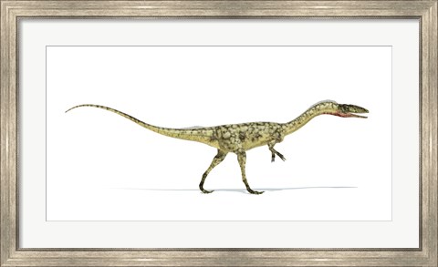 Framed Coelophysis Dinosaur on White Background Print