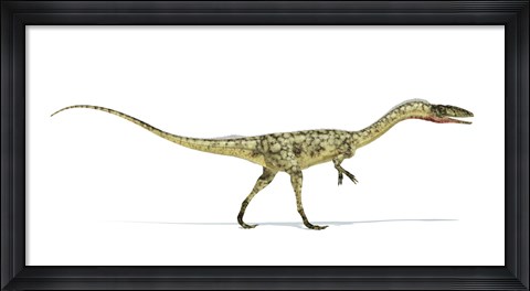 Framed Coelophysis Dinosaur on White Background Print