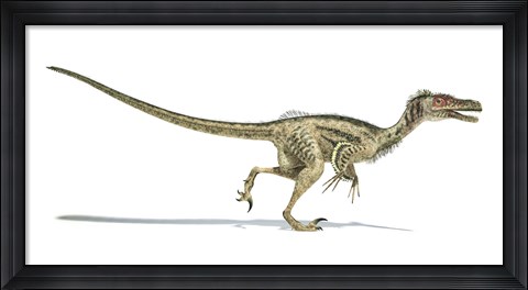 Framed Velociraptor Dinosaur on White Background Print