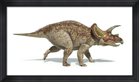 Framed Triceratops Dinosaur on White Background Print