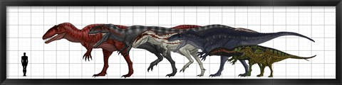 Framed Carcharodontosauridae Size Chart Print