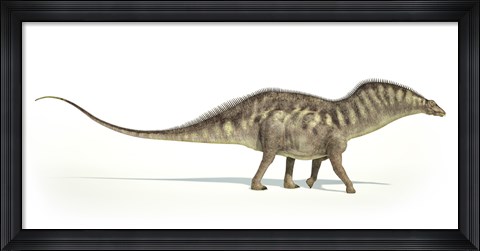 Framed Amargasaurus Dinosaur on White Background Print
