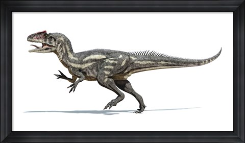 Framed Allosaurus Dinosaur on White Background Print