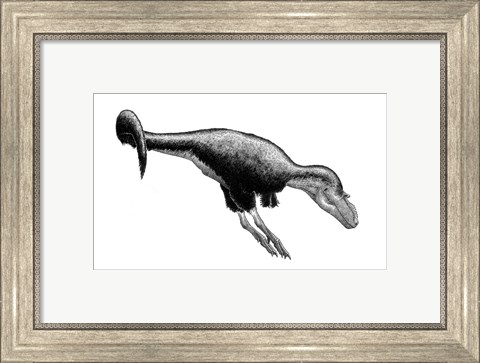 Framed Black Ink Drawing of Gorgosaurus Libratus Print