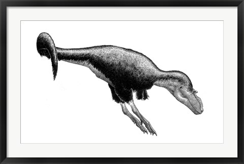 Framed Black Ink Drawing of Gorgosaurus Libratus Print