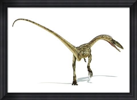 Framed Coelophysis Dinosaur Print