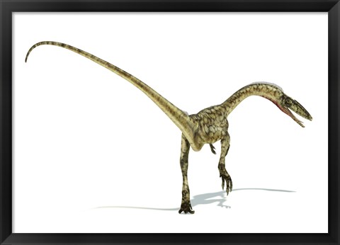 Framed Coelophysis Dinosaur Print