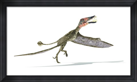 Framed Dorygnathus Dinosaur Print