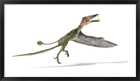 Framed Dorygnathus Dinosaur Print