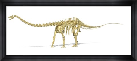 Framed 3D Rendering of a Diplodocus Dinosaur Skeleton Print