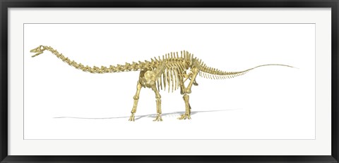 Framed 3D Rendering of a Diplodocus Dinosaur Skeleton Print