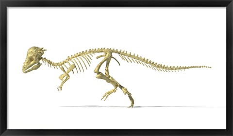 Framed 3D Rendering of a Pachycephalosaurus Dinosaur Skeleton Print